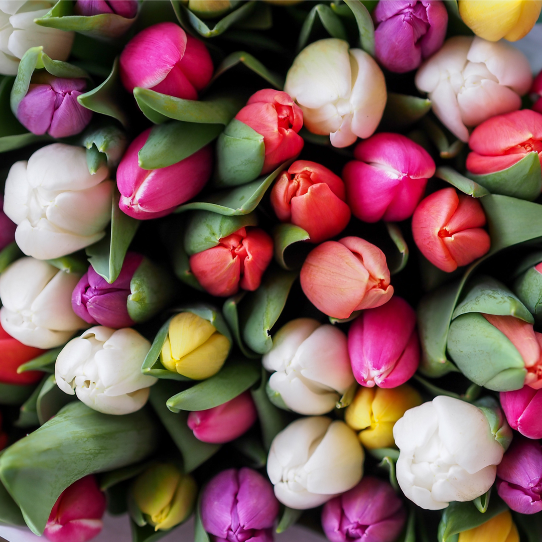 the tops of tulips in all different colours. magic of march