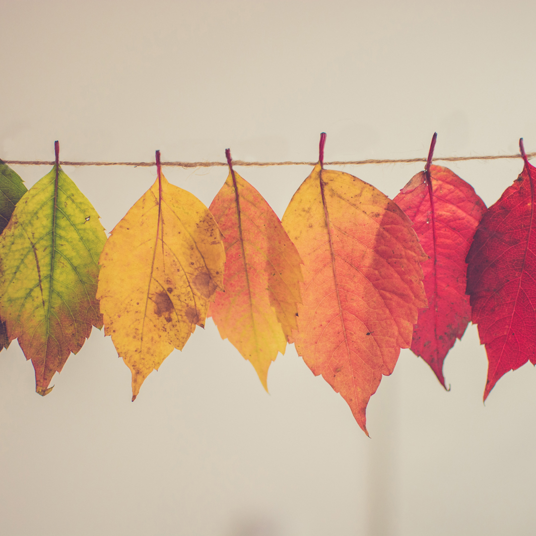 Fall decor. red, orange, yellow, green leaves on a string