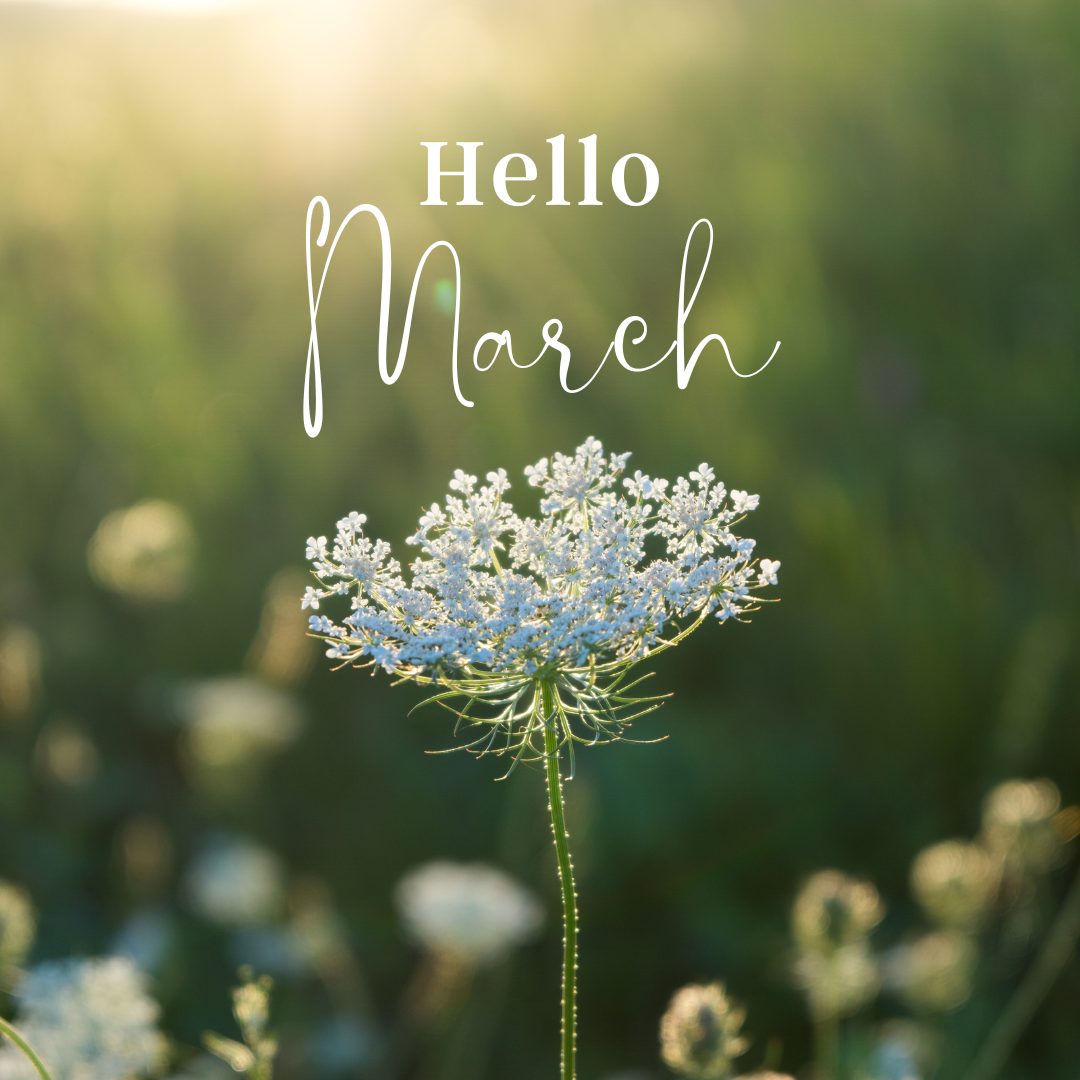 Hello March with a white flower. March 2024 real estate update